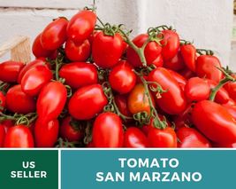 50 Seeds Tomato San Marzano Seed Lycopersicon esculentum Indeterminate Plant - £15.42 GBP