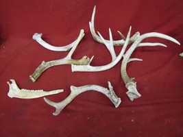 Lot of Various Pointed Deer Antlers #1 - $29.69