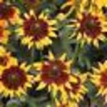 200 Seeds Black Eyed Susan AUTUMN FOREST Rudbeckia hirta Double Blooms Non-GMO - £9.55 GBP