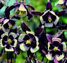 HGBO 25 Seeds William Guines Aquilegia Columbine Flower Seeds Perennial From US - $8.35