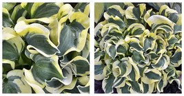 300 Hosta Seed Variegated Foliage Plant White Yellow Green Striped Curle... - $12.98