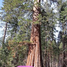 US Seller 40 Giant Sequoia Sequoiadendron Giganteum Sierra Redwood Tree Seeds Fa - £12.49 GBP