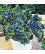 25 Dwarf Bonsai Blueberry Seeds Organic Mini Delicious Fruit From US - $9.00