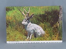 Vintage Postcard - The Fabulous Jackalope - Continental Card - $20.53 CAD