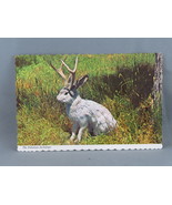 Vintage Postcard - The Fabulous Jackalope - Continental Card - $20.50 CAD