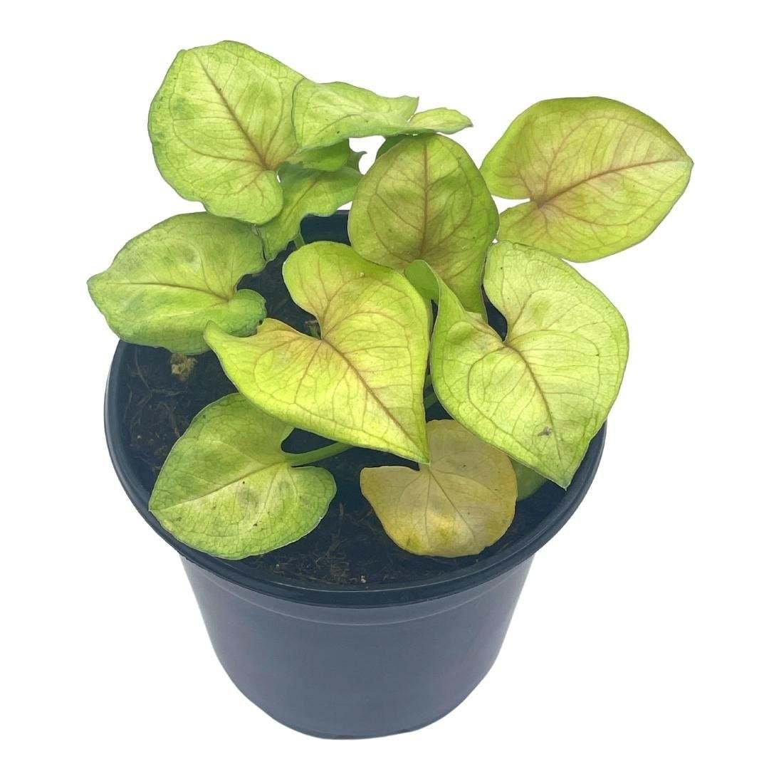 Syngonium, Cream, podophyllum, 4 inch, Arrowhead Vine,  philodendron, go... - $9.13