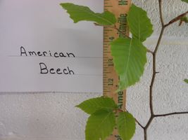 American Beech (fagusgrandifolia) quart pot image 4