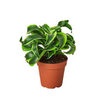 Live Plant - Dracaena &#39;Tornado&#39; - 4&quot; Pot - Fairy Garden/Houseplant  - £33.55 GBP