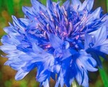 Bachelor Button Blue Dwarf Corn Flower Heirloom Non-Gmo Fresh Picked 50 ... - £5.15 GBP