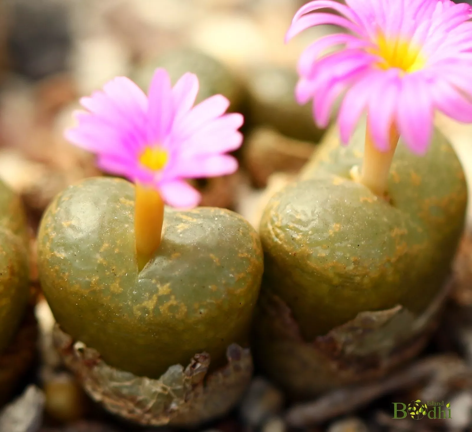 SEEDS - Conophytum lithopsoides 30seeds - $24.84