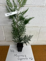 Murray  Cypress tree 2.5" pot image 1