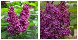 MONGE SYRINGA LILAC - FRAGRANT -PLANT-APPROX 6-8 INCH - £29.07 GBP