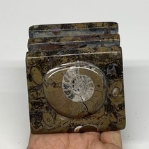 546g, 3&quot; x 2.9&quot; x 2&quot; Fossils Orthoceras Ammonite Business Card Holder,B8109 - £10.94 GBP