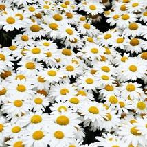 Alaska Shasta Daisy Seeds - £5.36 GBP