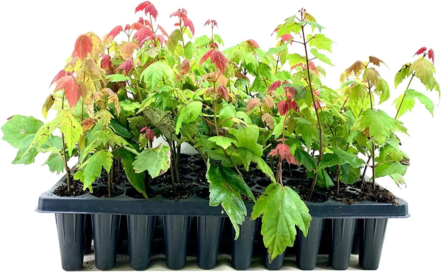 Florida Flame Red Maple Tree Live Plants Acer Rubrum Shade - £34.12 GBP