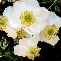 New Fresh Seeds Carpenteria Californica Bush Or California Anemone 20 Seeds - $22.90