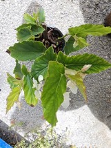 VP White Flowers Angel Wing Begonia Live Plant 10 To 15&quot; Tall In 4&quot; Pot~Housepla - £11.21 GBP