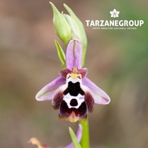 OPHRYS FUCIFLORA &quot;LATE SPIDER ORCHID&quot; EUROPEAN TERRESTRIAL ORCHID TUBER - $27.00
