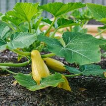 Prolific Straightneck Summer Squash Seeds, NON-GMO, FREE SHIPPING - $35.53 MXN+