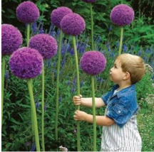 Hot New 20 pcs Allium Giganteum Seeds Purple Plant DIY Home Garden FRESH SEEDS - £4.77 GBP