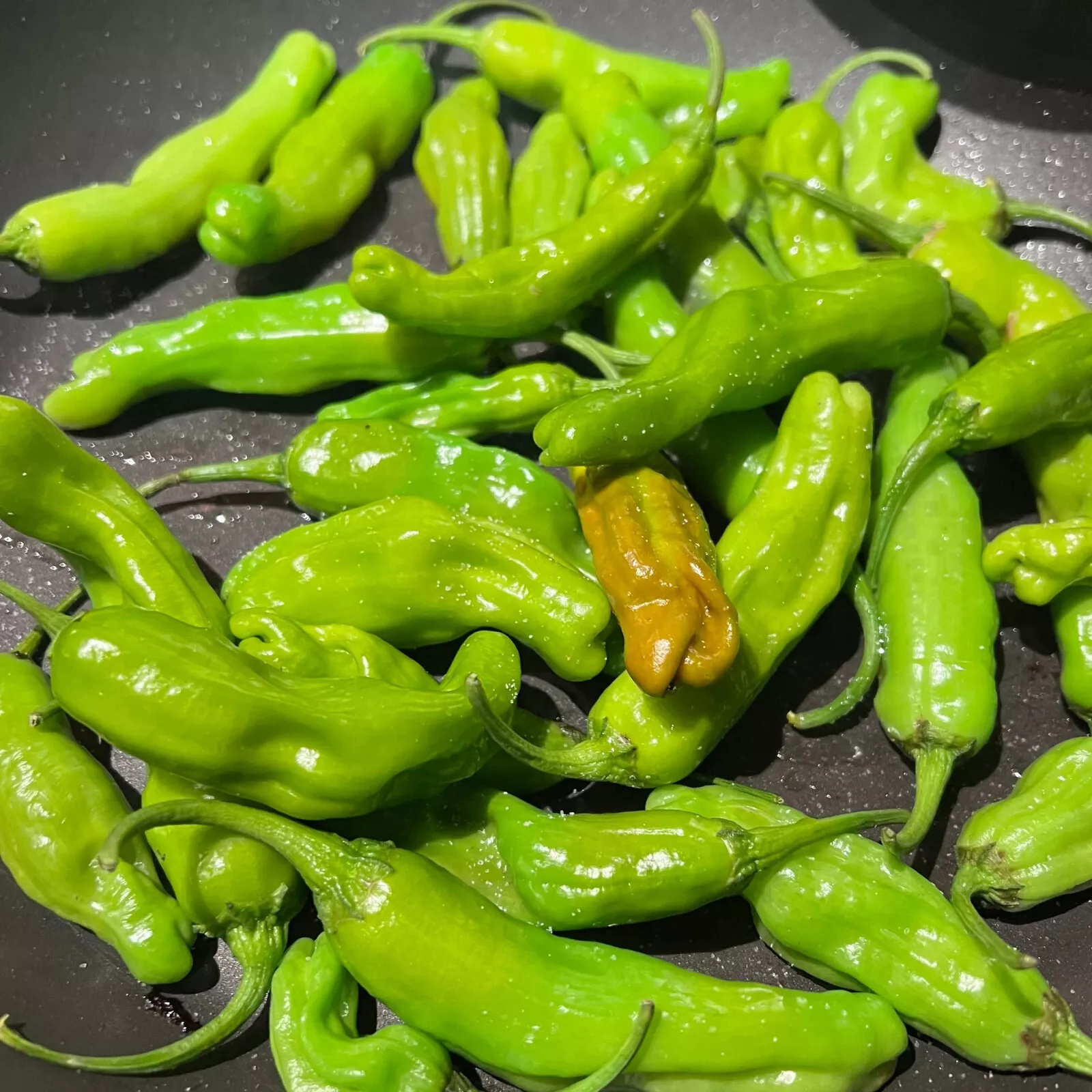 Japanese Shishito Pepper seeds (20) / ORGANIC / FLORIDA GROWN / MEDIUM HEAT - $12.39