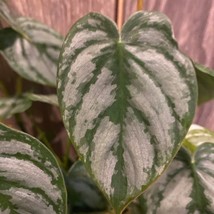 Rare Philodendron Inchbrandi Inch Philodendron Brandtianum In 6 Inch Pot... - $69.36