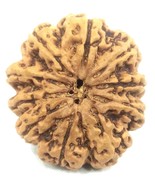 10 Mukhi Rudraksha - Collector Size - Nepal - 27.32 mm - IGL Certified - $3,179.02 MXN