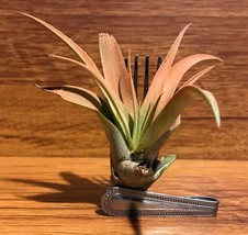 Tilla Critters Fork in the Road One of a Kind Airplant Creations by Chil... - £11.94 GBP