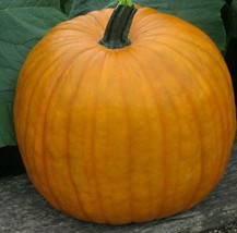 Grow In US Connecticut Field Pumpkin Seeds 15+ Jack O Lantern Pies Baking - £6.61 GBP