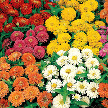 50 Zinnia Seeds Dreamland Mix Flower Seeds Fresh Seeds Gardening USA - $26.00