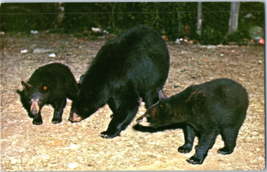 Mother Bear And Cubs Postcard - £5.37 GBP