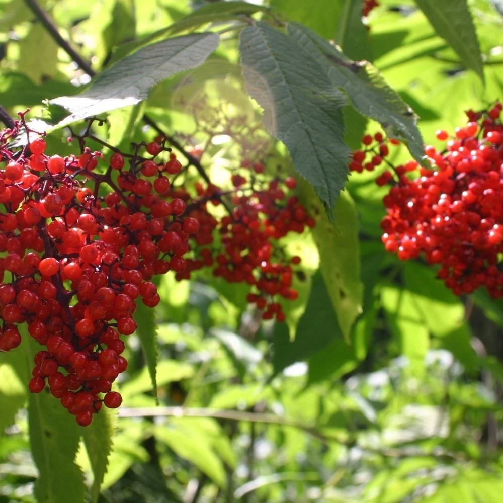 EUROPEAN RED ELDER Sambucus Racemosa - 200+ SEEDS - $16.03
