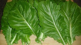 Fresh Seeds Mustard Florida Broadleaf High Vitamin Content 200 Seeds Tender Midr - £15.23 GBP