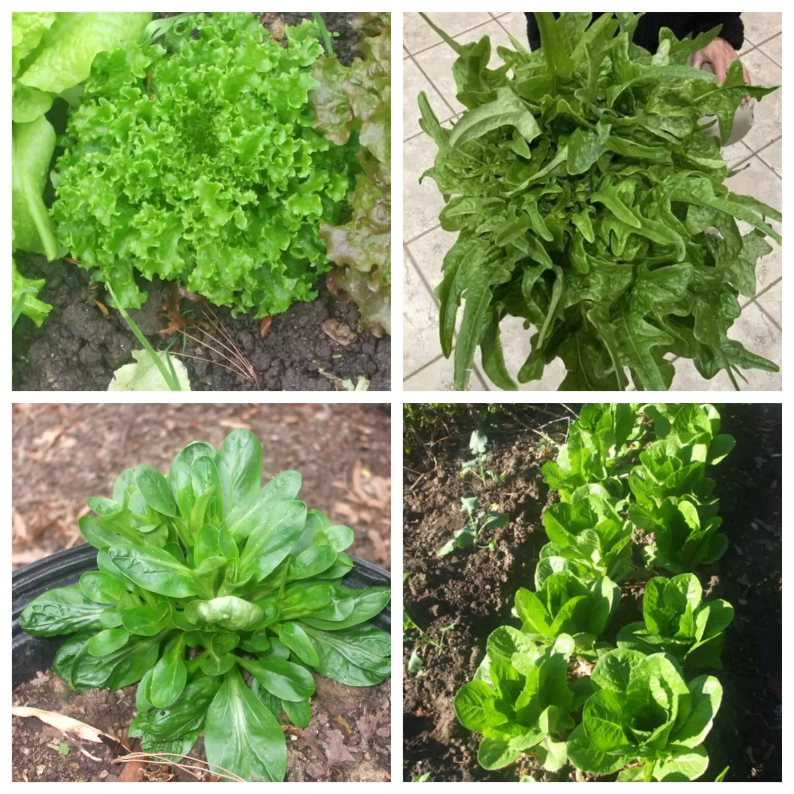 500 Gourmet lettuce mix seeds, Oak Leaf, Tango, Romaine, Corn Salad, ORG... - $6.99