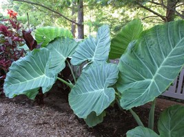 LIVE BULBS 3 Colocasia gigantea Thailand Giant Thai Giant Elephant Ear Huge Leaf - $31.78