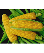 LKS Sweet Corn Seeds Golden Bantam 200 Yellow Seed Heirloom Non-Gmo Home... - €6,00 EUR