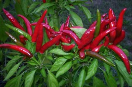 Thai Hot Pepper Seeds Heirloom Hunan Szechuan Dragon Small Red Pepper - £1.38 GBP+