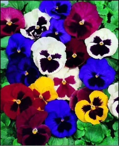 Fresh New Pansy Seeds 1000 Swiss Giants Mix Grown - £10.16 GBP