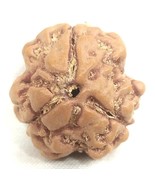 3 Mukhi Rudraksha / Collector Size Three Face rudraksha - Nepal - Certified - $84.15