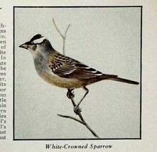 White Crowned Sparrow Bird Print 1931 Blue Book Birds Of America Art PCB... - $19.99