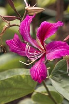 Bauhinia Purpurea Purple Orchid Tree (15 Seeds) Seeds Refr Rt1 Fresh Garden USA  - £15.69 GBP