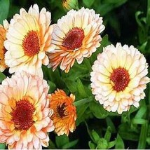 50 Calendula Pink Surprise Flower Seeds - £16.87 GBP