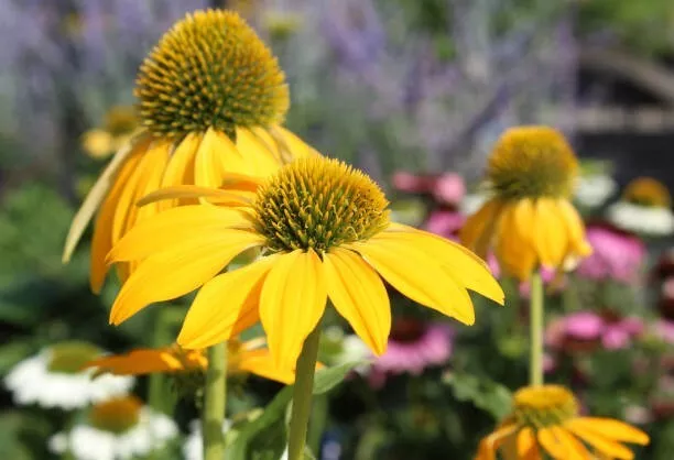 PSStore 200 Yellow Coneflower Daisy For Garden Planting Vegetable Seeds - $10.57