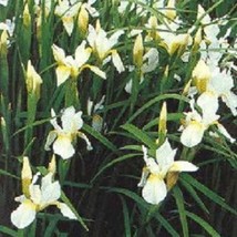 20 Multi-Color Iris Siberica Annual Flower Seeds Gardening USA SHIPPING - £11.00 GBP