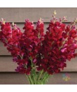 Fresh 1000 Costa Velvet I–II Snapdragon Seeds for Garden - €9,41 EUR