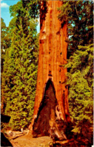Postcard California General Grant Tree Kings Canyon Natl. Part 5.5 x 3.5 Ins. - £3.96 GBP