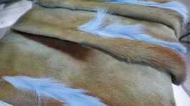 Deer Skin Blue Springbok Skin African Springbok Skins African Antelope Dyed Blue - £62.90 GBP