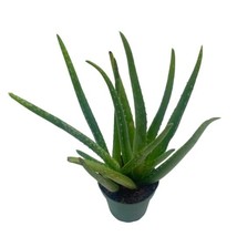 Aloe Vera, in a 4 inch Pot, Aloe barbadensis Miller/Natural Aloe Vera Gel Plant  - £22.24 GBP