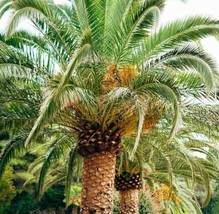 20 Date Palm Phoenix Dactylifera Seeds - US Seller - $73.79 MXN
