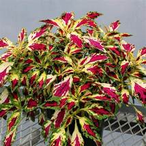 Amaranthus Tricolor Tri-color (Red Yellow Green), 200 PCS SEEDS D - $12.35